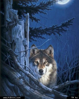 loup dans la nuit